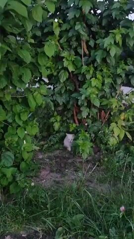 A white cat is seen walking among green bushes and grass. Another white cat is partially hidden behind the foliage. The camera is static, capturing the scene in natural daylight.