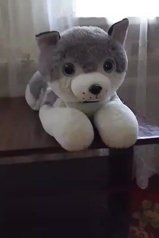A stuffed dog sits on a wooden table. The dog is gray and white with large blue eyes. The background is a window with curtains.
