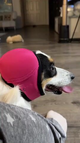 A medium shot shows the side profile of a dog wearing a pink ear protector. The dog is looking to the right with its mouth open and tongue hanging out. The dog's head is the main focus of the shot. In the background, a blurred image of a living room is visible. The floor appears to be wood. The person filming is partially visible in the foreground, wearing gray sweatpants with white stars.