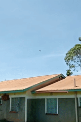 Residential scene with chickens in backyard captured in Turbo, Kenya