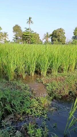 Here is a description of the video:

The video shows a bright green rice paddy, with a small stream flowing through the foreground. The rice plants are tall and dense, and the water in the stream is clear. The sky is a clear blue, with a few trees visible in the background, including some palm trees. The scene is peaceful and serene.