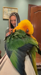 Woman enjoys morning moment with colorful parrot in Khimki