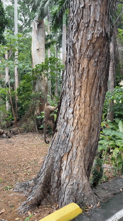 Tourist documents waterfalls and parks in Ciudad Guayana, Venezuela