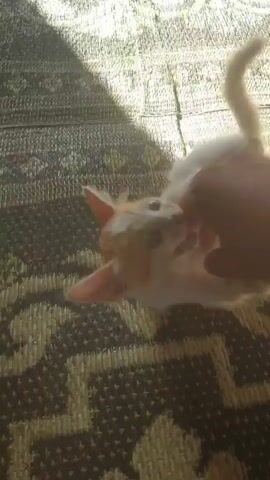 A person's hand gently strokes the belly of a tiny, orange and white kitten lying on its back on a patterned rug. Sunlight casts a shadow across the scene. The kitten's eyes are wide open, and its paws are splayed in the air.