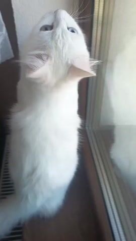 A white cat with one blue eye and one yellow eye sits on a radiator, looking up at a window. The cat's tail twitches. The room has white walls, and a lace curtain partially covers the window.
