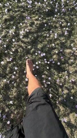 A first-person view shows a person walking barefoot across a field of pale purple and white flowers. The flowers cover a grassy area with patches of snow visible in the distance. The person is wearing black shorts. Sunlight is visible on the grass. The person steps carefully across the flowers.