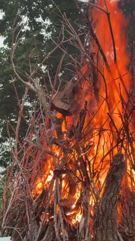 A large bonfire is burning with bright orange flames and smoke. Various branches and logs are stacked and burning. In the center of the flames, a dark object, possibly a guitar case, is visible. The background shows green trees. The camera is positioned relatively close to the fire, capturing the intense heat and intensity of the flames. The video appears to be a short clip of a bonfire in progress.