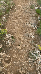 Morning hike captured on flowered trail near Veliko Tarnovo