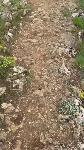 Morning hike captured on flowered trail near Veliko Tarnovo