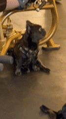 Early morning scenes documented in Puebla: gym dog, coffee philosophy