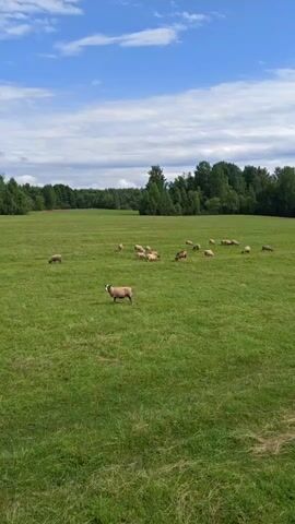 A flock of sheep grazes in a wide, green grassy field under a bright blue sky with scattered white clouds. A line of trees forms the distant horizon. The sheep are scattered across the field, with one sheep standing prominently in the foreground. The weather appears to be warm and sunny.