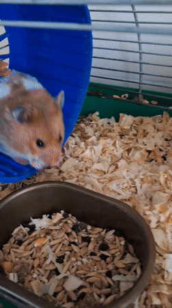 Syrian hamster eating, exploring, and being handled at home