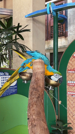 Macaws, koi, and dragon statues at a Xinzheng park
