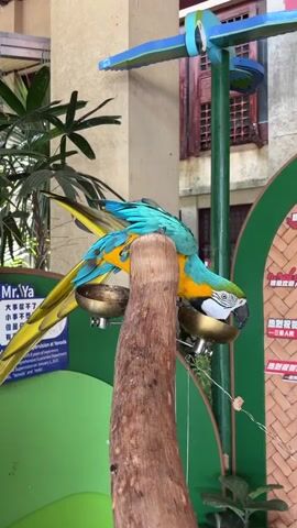 A blue and yellow macaw is perched on a wooden branch feeder. The bird is eating from a small, golden bowl attached to the feeder. The macaw has vibrant blue and yellow plumage. In the background, there are green plants and a building with red brick details. A blue and green decoration resembling a bird is visible above the macaw.