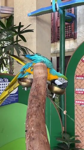 Macaws, koi, and dragon statues at a Xinzheng park