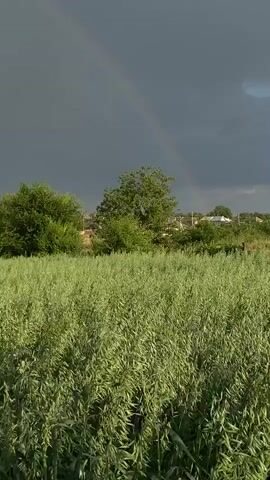 A vertical video shows a lush green field of plants under a dark, cloudy sky. A faint rainbow arches across the sky. Several trees are visible in the background, along with some buildings. The overall impression is of a rural landscape after a rain shower.