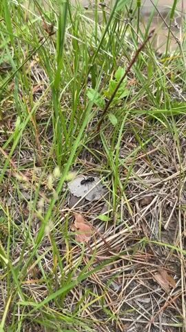 The video shows a close-up of a large black ant on a dry leaf. The ant is stationary. The background is composed of green grass and dry leaves. The lighting appears to be natural daylight.