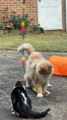 Two cats play with feather and ribbon toys in a UK backyard