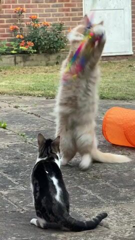 Two cats are playing with a colorful feather toy on a stone patio. The cat on the right is a long-haired ginger cat that is actively chasing and batting at the toy. The cat on the left is a shorter-haired tabby cat with white markings, sitting and observing the ginger cat. In the background, there is a patch of grass with some orange flowers, a brick wall, and a white door. An orange tube-shaped object is also visible on the right side of the frame. The scene appears to be outdoors in a backyard or garden setting.