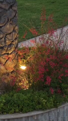 A stationary shot focuses on a tropical garden scene at dusk. On the left, a portion of a textured palm tree trunk is illuminated by a warm spotlight embedded in the base of the tree. To the right of the palm tree is a dense bush with numerous thin stems bearing clusters of small, bright red, tubular flowers. The bush is lit from behind by the same spotlight, causing some of its foliage and flowers to glow. In the foreground, a low hedge of dark green, leafy plants forms a boundary. Behind the red-flowered bush, a grassy area is visible, and beyond that, a stone wall with layered grey and beige stones. The lighting suggests artificial illumination is present, creating a warm and inviting ambiance. No people or animals are visible.