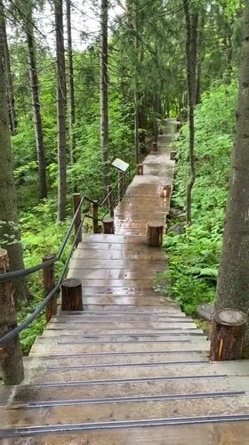 Wet forest trail with wooden walkways after rain, Lakhdenkiulya