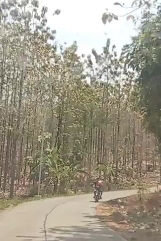 A motorcycle with one rider is traveling on a paved road through a dense forest. The trees are tall and thin, with many leaves. The sky is blue with some clouds. The road is curving. There are power lines running overhead. The rider is wearing a red shirt. The motorcycle is black.