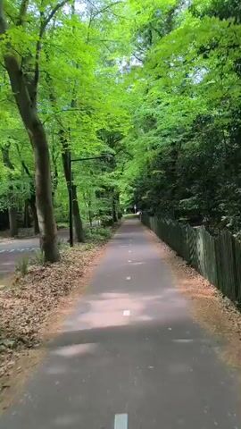 The video shows a paved path running through a forest. The path has white rectangular markings on it.  Tall, green trees line both sides of the path, creating a canopy overhead. On the right side of the path, there is a fence.  The ground beside the path is covered in fallen leaves and other natural debris. A person is seen walking at the end of the path.