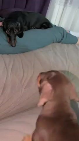 The video shows two dachshunds in an indoor setting, possibly a living room. One dachshund, which is black and tan, is lying on a person's legs, who is presumably sitting or reclining on a beige couch. The person's legs are covered in a green material. A second dachshund, which is a light brown color, is standing on the couch, facing the other dog. The brown dachshund makes a small "yip" vocalization at the other dog. Behind the couch, there's a purple curtain and a window with sheer white curtains.