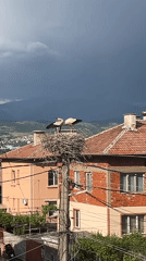 Storks and domestic life documented in Pokrovnik, Bulgaria