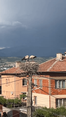 Storks and domestic life documented in Pokrovnik, Bulgaria