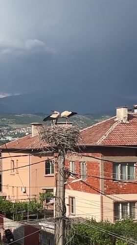 Storks and domestic life documented in Pokrovnik, Bulgaria
