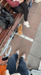 Poodle in Disney harness stands on bench during walk
