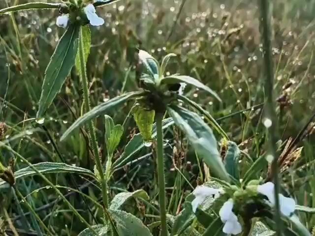 The video shows a close-up shot of a plant with white flowers and green leaves covered in dew drops. The plant is in a grassy field with more dewdrops visible on the grass. The camera moves slightly, but the focus remains on the plant and its immediate surroundings. The lighting suggests it is either early morning or late evening, with a soft, natural light. There are no people or animals visible in the video.
