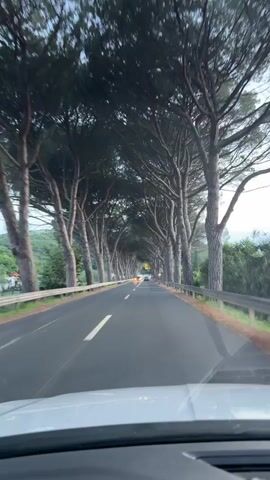 The video shows a view from inside a vehicle moving along a tree-lined road. The road has two lanes and is bordered by a metal guardrail on the right. Tall pine trees with dense canopies form an archway over the road, creating a shaded tunnel effect. Several cars are visible on the road ahead, some with their headlights on, suggesting it may be dusk or an overcast day. The surroundings on either side of the road appear to be hilly and green with some vegetation and a few buildings in the distance. The movement of the vehicle creates a slight blur in the image, emphasizing the motion.