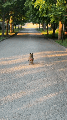 French bulldog runs through tree-lined park pathway in Ternopil
