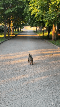 French bulldog runs through tree-lined park pathway in Ternopil