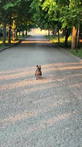 French bulldog runs through tree-lined park pathway in Ternopil