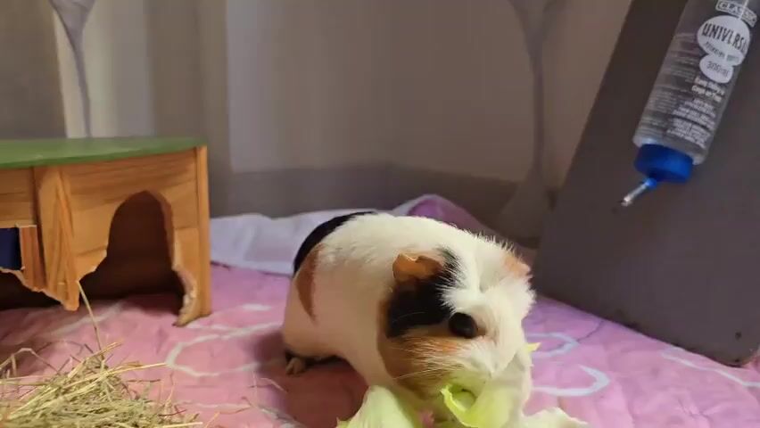 A guinea pig with white, brown, and black fur is eating lettuce. The guinea pig is positioned on a pink quilted surface. To the left of the guinea pig, there is a wooden guinea pig house with a green roof. To the right of the guinea pig, there is a gray water bottle dispenser attached to a gray surface. Hay is visible to the left of the guinea pig and in front of the wooden house. The background appears to be a cage with white walls.