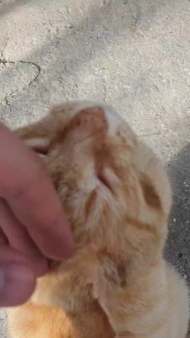 The video shows a human hand petting an orange tabby cat. The cat is lying on its back on a grey concrete surface, presumably outdoors, and the hand is gently stroking its neck and ears. The cat's eyes are partially closed, suggesting relaxation. The lighting is bright, with shadows cast nearby.