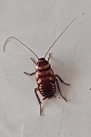 A close-up, top-down shot shows a brown cockroach on a white surface. The cockroach has long antennae and six legs, all of which are visible. The insect is facing upwards and its body is segmented. The white surface appears to be smooth and slightly textured. The lighting is even, casting no significant shadows.