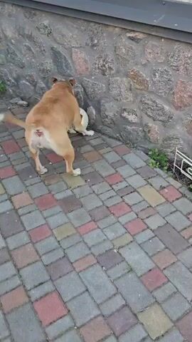 This short video clip shows a tan and white dog playing with a soccer ball on a paved patio. The dog is positioned against a stone wall and a light-colored garage door. The patio is made of interlocking bricks in various shades of gray, red, and yellow. Green weeds are visible growing between the bricks in some areas. The dog is actively engaged with the ball, nudging it with its nose and mouth. The activity appears to be playful. The lighting suggests it might be daytime, possibly overcast or early morning/late afternoon given the softer light. There is no visible text in the video. The setting seems to be a residential outdoor area, perhaps a backyard or courtyard.