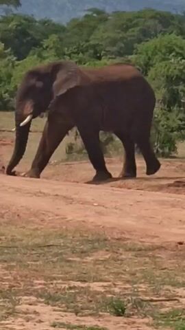 The video shows an elephant walking across a dirt road. The elephant is a dark brown color and appears to be of a medium size. It is walking from left to right in the frame, with its tail wagging slightly. The background consists of green trees and vegetation, with a hazy sky visible in the distance. The ground is a mix of dirt and some sparse green grass. The overall scene suggests a natural outdoor environment, possibly a safari or wildlife reserve.