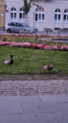 Daily life moments documented across Novi Sad, Serbia