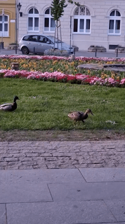 Daily life moments documented across Novi Sad, Serbia