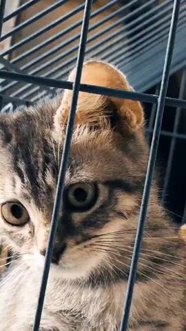 The video shows a close-up of a kitten's face behind a cage. The kitten has tabby markings, with stripes on its forehead and around its eyes. Its ears are perked up, and its eyes are wide and curious. The cage bars are dark and metallic, creating a barrier between the viewer and the animal. The background is blurred, suggesting the focus is entirely on the kitten. The lighting appears to be natural, casting soft shadows on the kitten's face.