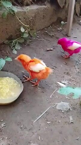 Two chicks, one bright orange and white, the other bright pink and white, peck at food in a shallow bowl on the dirt ground. A third chick, bright green and white, approaches the bowl from the right. The chicks are small and appear to be young. The background shows a rough, brown wall or embankment with some green foliage.