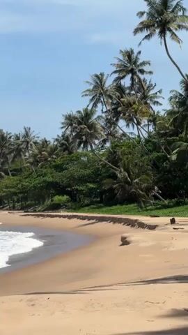 The video showcases a serene tropical beach scene in Dondra, Sri Lanka, under a clear blue sky with a few wispy clouds. The camera slowly pans from right to left, revealing a wide expanse of light brown sand. To the right, a large dark rock rests on the sand, with gentle ocean waves continuously washing onto the shore, creating white foam. A line of lush green foliage and numerous tall palm trees runs along the edge of the beach, forming a vibrant jungle backdrop. The waves are calm, and the overall atmosphere is peaceful and inviting. There are no people visible in the scene.