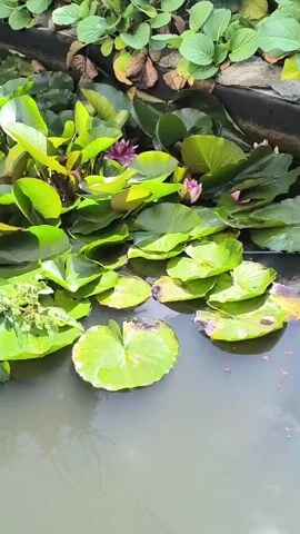 A still shot of a pond filled with lily pads and a few water lilies, two of which are in bloom. The pond is surrounded by lush green foliage.