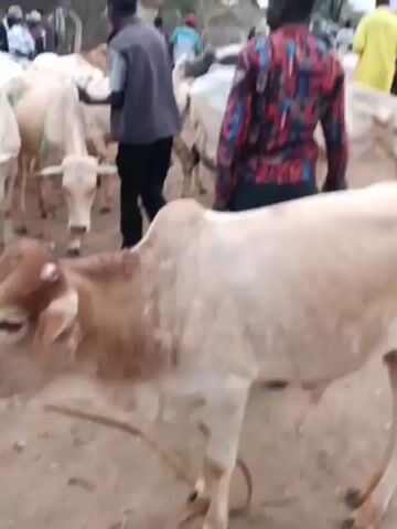 A group of people are gathered around a herd of cattle in an outdoor area with dusty ground and sparse vegetation. Several individuals are wearing casual clothing. Some people are holding ropes attached to the cattle, and appear to be guiding or managing the animals. The cattle are mostly light-colored, with some showing a brown hue. The scene suggests a livestock market or a similar event involving the handling of cattle. The sky is overcast, indicating a cloudy day.