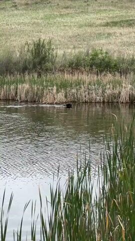 The video shows a small pond with tall green reeds in the foreground and a grassy bank in the background. There is a dark object swimming in the middle of the pond, which is leaving a slight wake in the water. The camera is relatively still. The weather seems mild and calm.